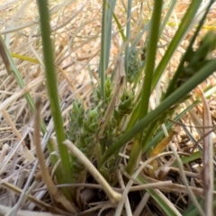 Carex bichenoviana at Illilanga & Baroona - 17 Nov 2023 11:47 AM