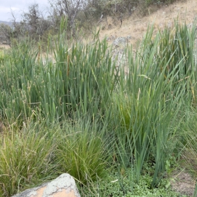 Typha domingensis (Bullrush) at Illilanga & Baroona - 21 Mar 2023 by Illilanga