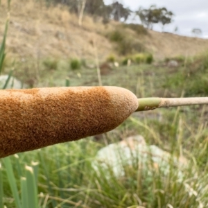 Typha domingensis at Illilanga & Baroona - 21 Mar 2023