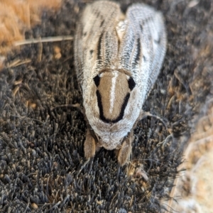 Endoxyla lituratus at Nanima, NSW - 18 Nov 2023