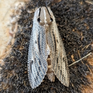 Endoxyla lituratus at Nanima, NSW - 18 Nov 2023