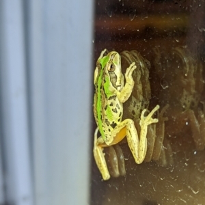 Litoria verreauxii verreauxii at Nanima, NSW - 28 Apr 2023