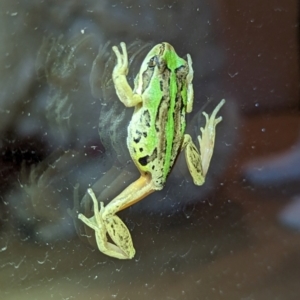 Litoria verreauxii verreauxii at Nanima, NSW - 28 Apr 2023 08:48 PM