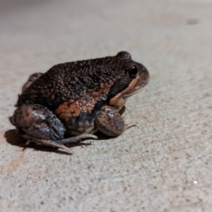 Limnodynastes dumerilii at Nanima, NSW - 29 Aug 2022