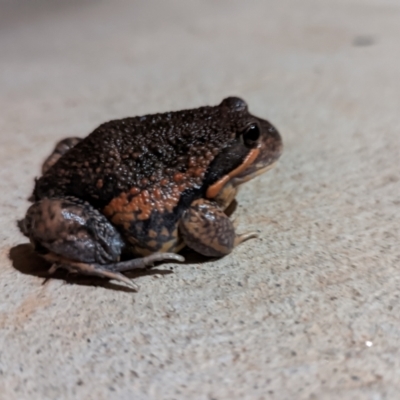 Limnodynastes dumerilii (Eastern Banjo Frog) at Nanima, NSW - 29 Aug 2022 by Miko