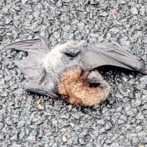 Pteropus poliocephalus at Kambah, ACT - 2 Dec 2023