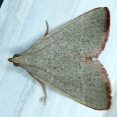 Ocrasa albidalis (A Pyralid moth) at Ainslie, ACT - 16 Nov 2023 by jb2602