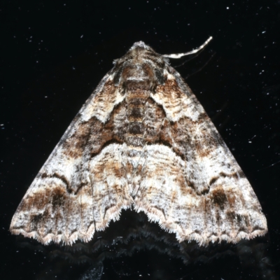 Gastrina cristaria (Wave-lined Geometrid) at Ainslie, ACT - 16 Nov 2023 by jb2602