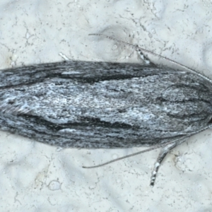 Agriophara platyscia at Ainslie, ACT - 17 Nov 2023