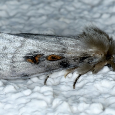 Leptocneria reducta (White cedar moth) at Ainslie, ACT - 17 Nov 2023 by jb2602