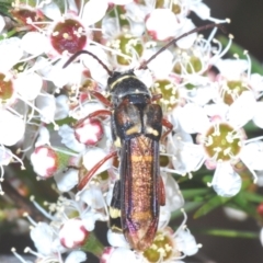Hesthesis sp. (genus) (Wasp-mimic longicorn beetle) at Block 402 - 30 Nov 2023 by Harrisi