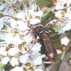 Hesthesis sp. (genus) at Block 402 - 30 Nov 2023