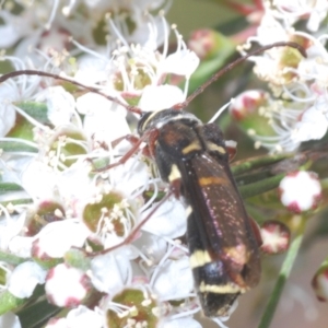 Hesthesis sp. (genus) at Block 402 - 30 Nov 2023