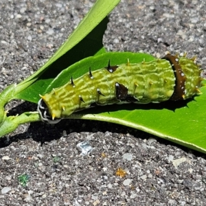 Papilio aegeus at Hawker, ACT - 2 Dec 2023