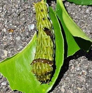 Papilio aegeus at Hawker, ACT - 2 Dec 2023