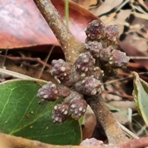 Eucalyptus serraensis subsp. verrucata at Isaacs, ACT - 2 Dec 2023 12:00 PM