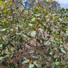 Eucalyptus serraensis subsp. verrucata at Isaacs, ACT - 2 Dec 2023 12:00 PM