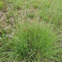 Eragrostis curvula (African Lovegrass) at Isaacs, ACT - 2 Dec 2023 by Mike