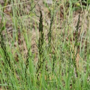 Eragrostis curvula at Isaacs, ACT - 2 Dec 2023 12:07 PM