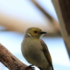 Ptilotula penicillata at Fyshwick, ACT - 2 Dec 2023