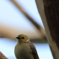 Ptilotula penicillata at Fyshwick, ACT - 2 Dec 2023