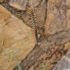 Cormocephalus aurantiipes (Orange-legged Centipede) at Chapman, ACT - 1 Dec 2023 by BethanyDunne