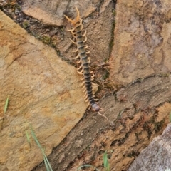 Cormocephalus aurantiipes (Orange-legged Centipede) at Chapman, ACT - 30 Nov 2023 by BethanyDunne