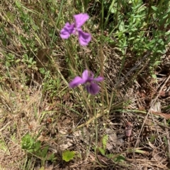 Arthropodium fimbriatum at Bruce Ridge to Gossan Hill - 2 Dec 2023 12:23 PM