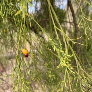 Exocarpos cupressiformis at Bruce Ridge to Gossan Hill - 30 Nov 2023