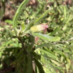 Billardiera scandens at Gossan Hill - 18 Nov 2023