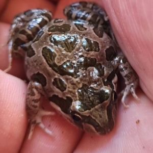 Limnodynastes tasmaniensis at Macgregor, ACT - suppressed