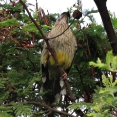 Anthochaera carunculata (Red Wattlebird) at Jerrabomberra Wetlands - 1 Dec 2023 by JimL