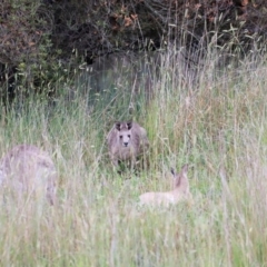 Macropus giganteus at Jerrabomberra Wetlands - 2 Dec 2023 08:35 AM