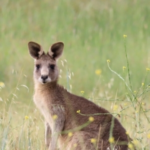 Macropus giganteus at Jerrabomberra Wetlands - 2 Dec 2023 08:46 AM