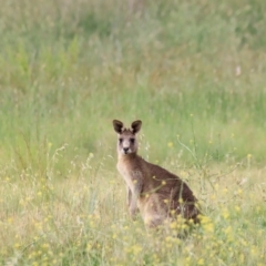 Macropus giganteus at Jerrabomberra Wetlands - 2 Dec 2023