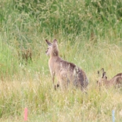 Macropus giganteus at Jerrabomberra Wetlands - 2 Dec 2023 08:46 AM