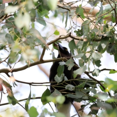 Strepera graculina (Pied Currawong) at Jerrabomberra Wetlands - 1 Dec 2023 by JimL