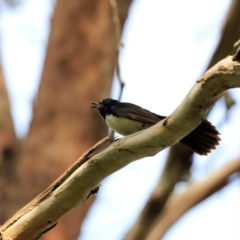 Rhipidura leucophrys (Willie Wagtail) at Fyshwick, ACT - 1 Dec 2023 by JimL