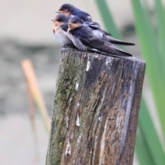 Hirundo neoxena (Welcome Swallow) at Fyshwick, ACT - 2 Dec 2023 by JimL