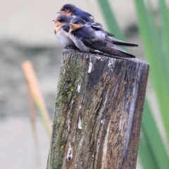 Hirundo neoxena (Welcome Swallow) at Jerrabomberra Wetlands - 1 Dec 2023 by JimL