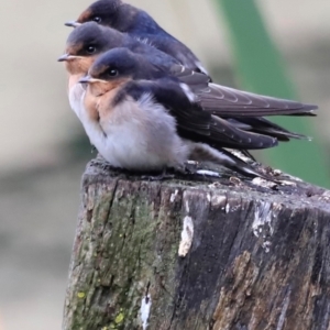 Hirundo neoxena at Fyshwick, ACT - 2 Dec 2023