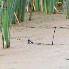 Hirundo neoxena at Fyshwick, ACT - 2 Dec 2023