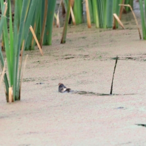 Hirundo neoxena at Fyshwick, ACT - 2 Dec 2023