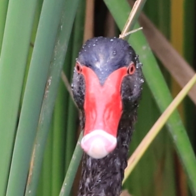 Cygnus atratus (Black Swan) at Jerrabomberra Wetlands - 1 Dec 2023 by JimL