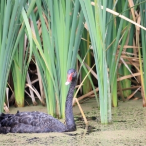 Cygnus atratus at Jerrabomberra Wetlands - 2 Dec 2023