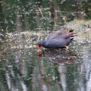 Gallinula tenebrosa at Jerrabomberra Wetlands - 2 Dec 2023