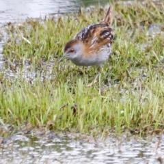 Zapornia pusilla (Baillon's Crake) at Fyshwick, ACT - 2 Dec 2023 by JimL