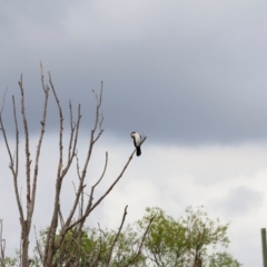 Microcarbo melanoleucos (Little Pied Cormorant) at Jerrabomberra Wetlands - 1 Dec 2023 by JimL