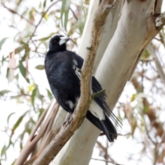 Gymnorhina tibicen (Australian Magpie) at Fyshwick, ACT - 2 Dec 2023 by JimL