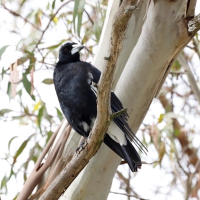 Gymnorhina tibicen (Australian Magpie) at Fyshwick, ACT - 2 Dec 2023 by JimL